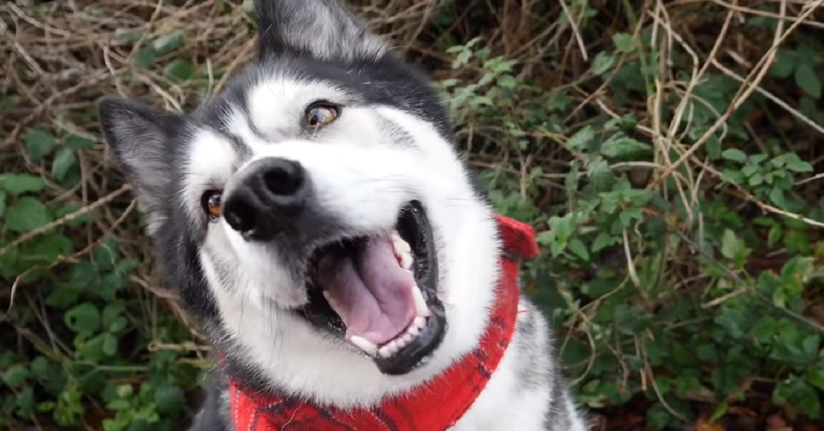 Un cucciolo di Husky affronta una conversazione con la madre, in video ciò che si dicono i due