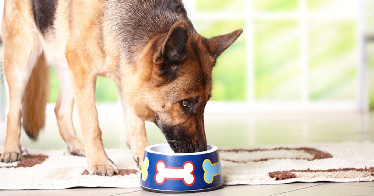 Un cucciolo di Pastore Tedesco vuole sempre un condimento speciale sul cibo (VIDEO)