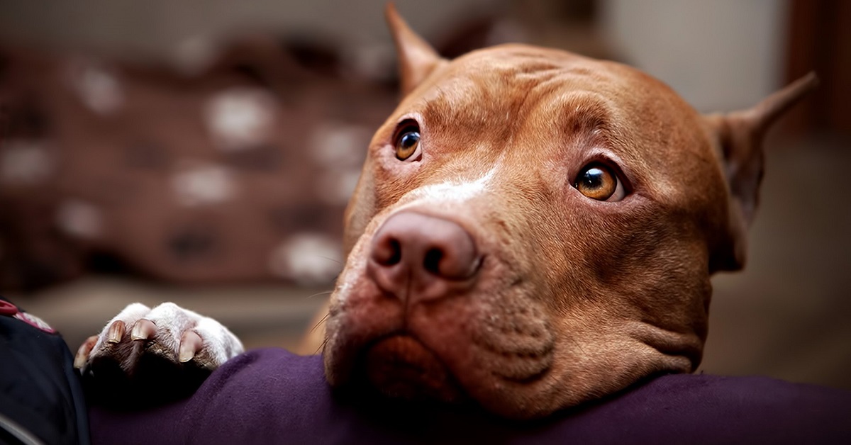 Un cucciolo di Pitbull chiede ogni notte al proprietario di cantargli la ninna nanna (VIDEO)