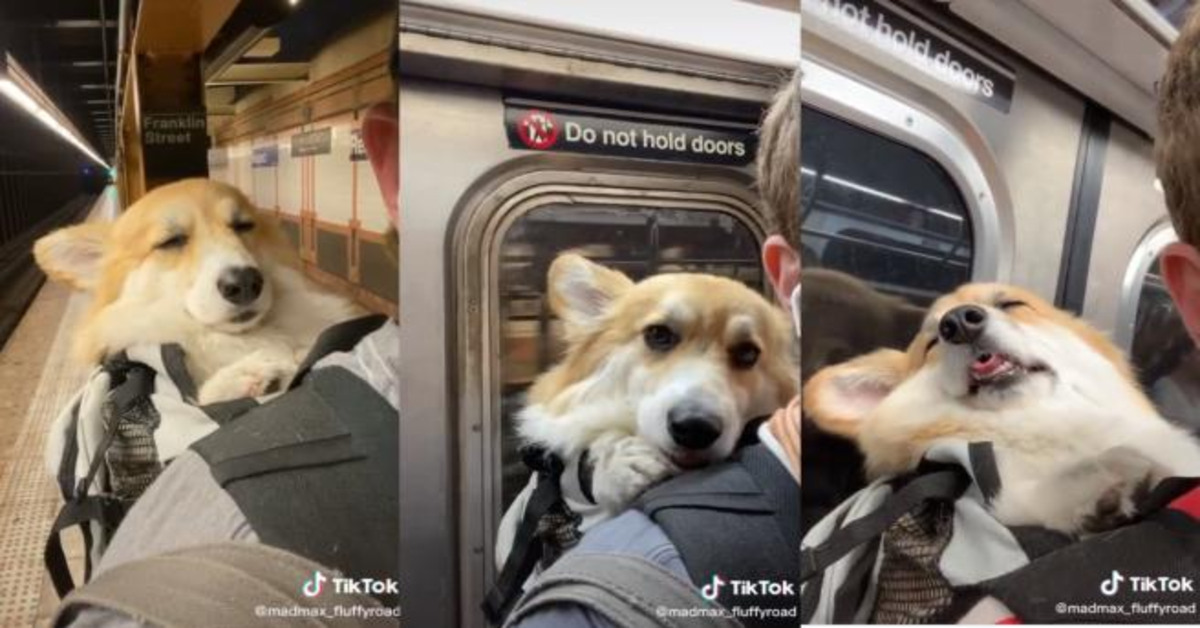 Max il corgi dorme in metro