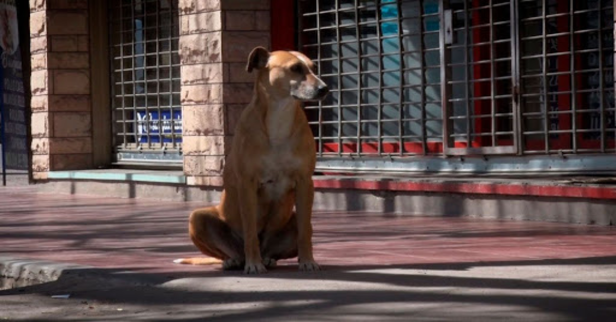 Bianca, la cucciola di cane che aspetta pazientemente la sua padrona scomparsa  (VIDEO)