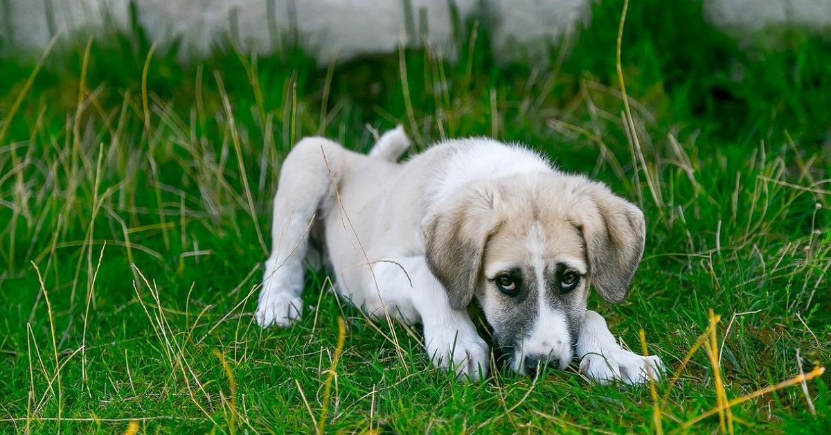 Verruche nei cani, tutte le cause e le cure a nostra disposizione