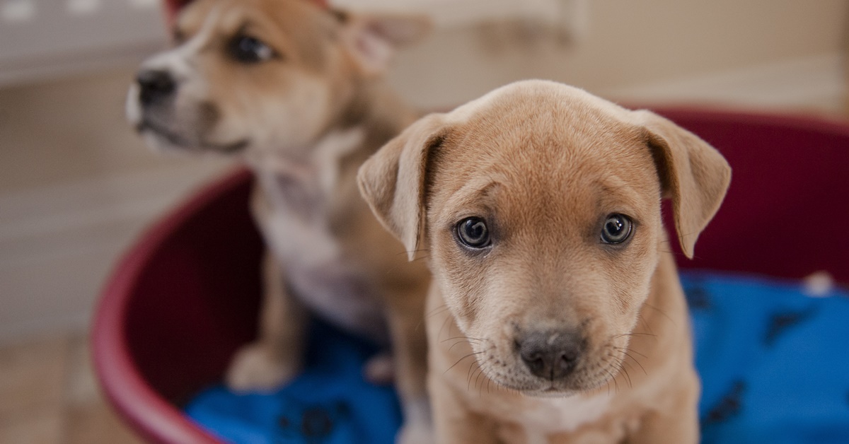 Virbagen Omega per cani: che cos’è, a cosa serve e in quali casi si usa questo farmaco