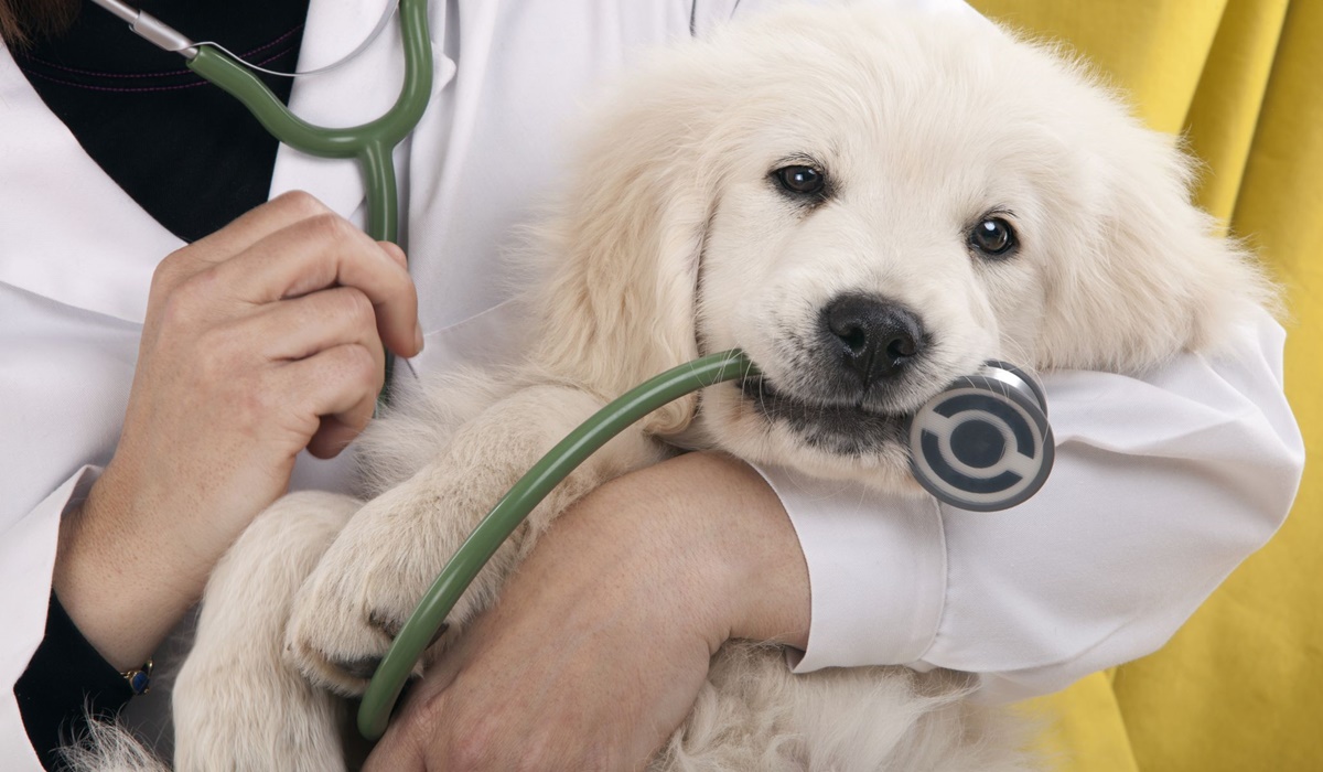 cucciolo bianco in braccio al veterinario