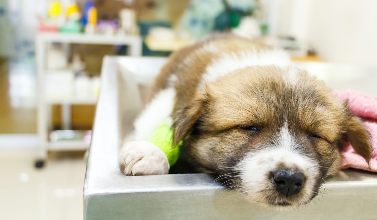 cucciolo di cane con la flebo