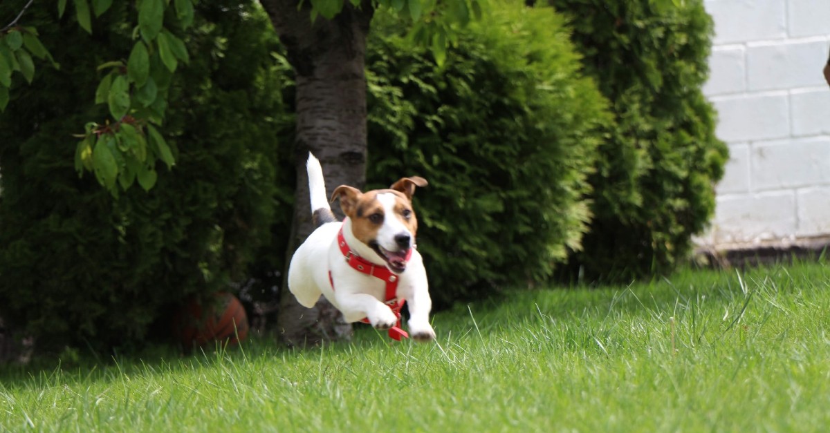 cuccioli di russell terrier come educarli