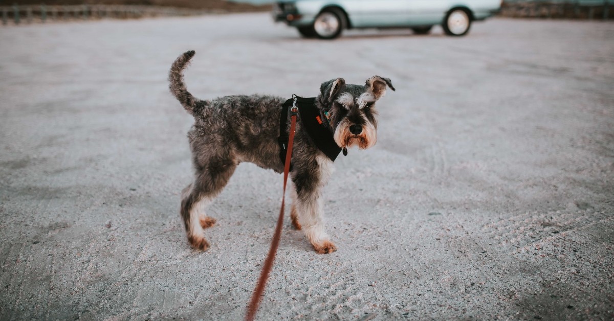 cuccioli di schnauzer