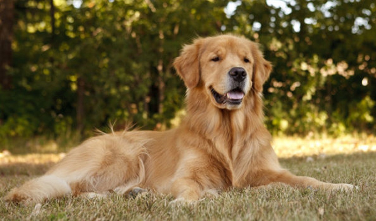 golden retriever foto