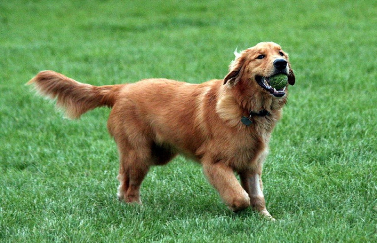 cagnolino correre prato