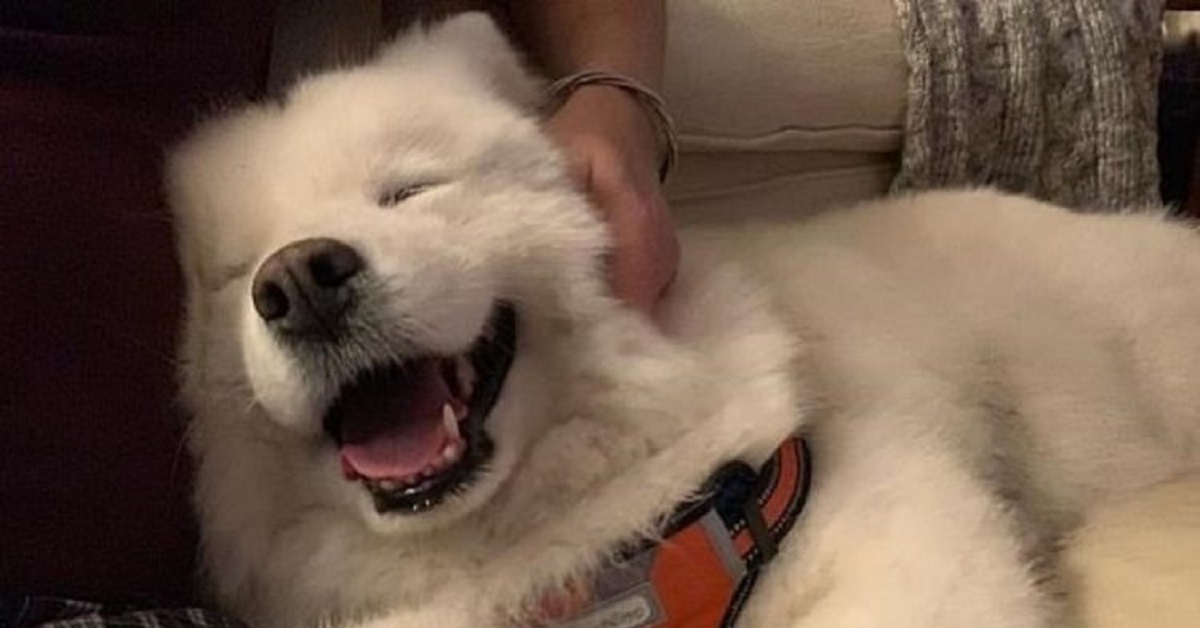 Yuan Yuan, il cucciolo Eskimo americano salvato dalla strada (VIDEO)