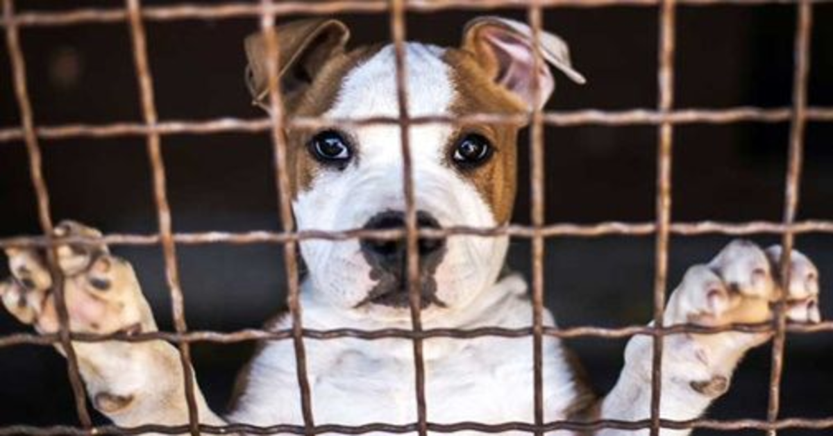 Attenzione, il cane può essere confiscato: ecco in quali situazioni può accadere