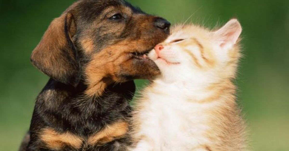 La meravigliosa storia di Camarin e Tomas: un cucciolo di cane e un gattino  uniti da un legame fortissimo (VIDEO)