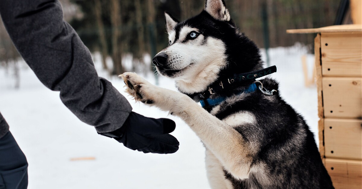 Max, il cucciolo di Siberian Husky che sta imparando a parlare  (VIDEO)