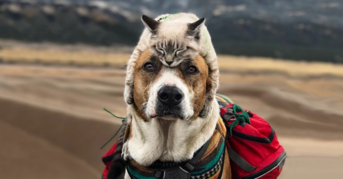 Henry e Baloo: un cucciolo di cane e un gattino amici per la pelle che viaggiano insieme (VIDEO)