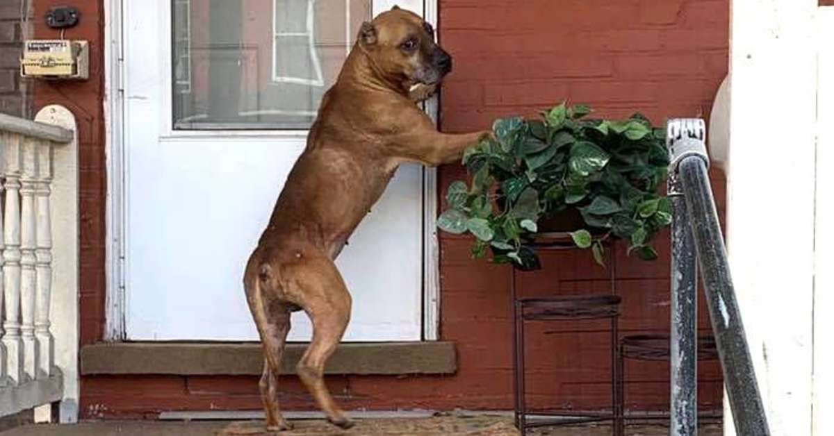 cane cerca di entrare a casa