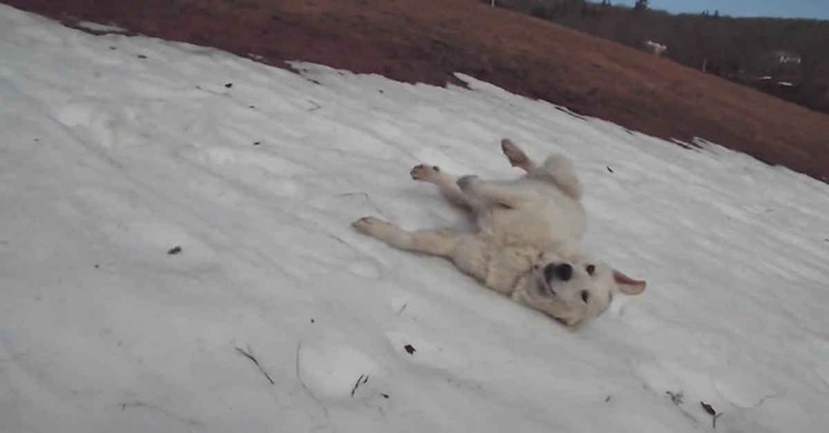 Fingal gioca a scivolare sulla neve