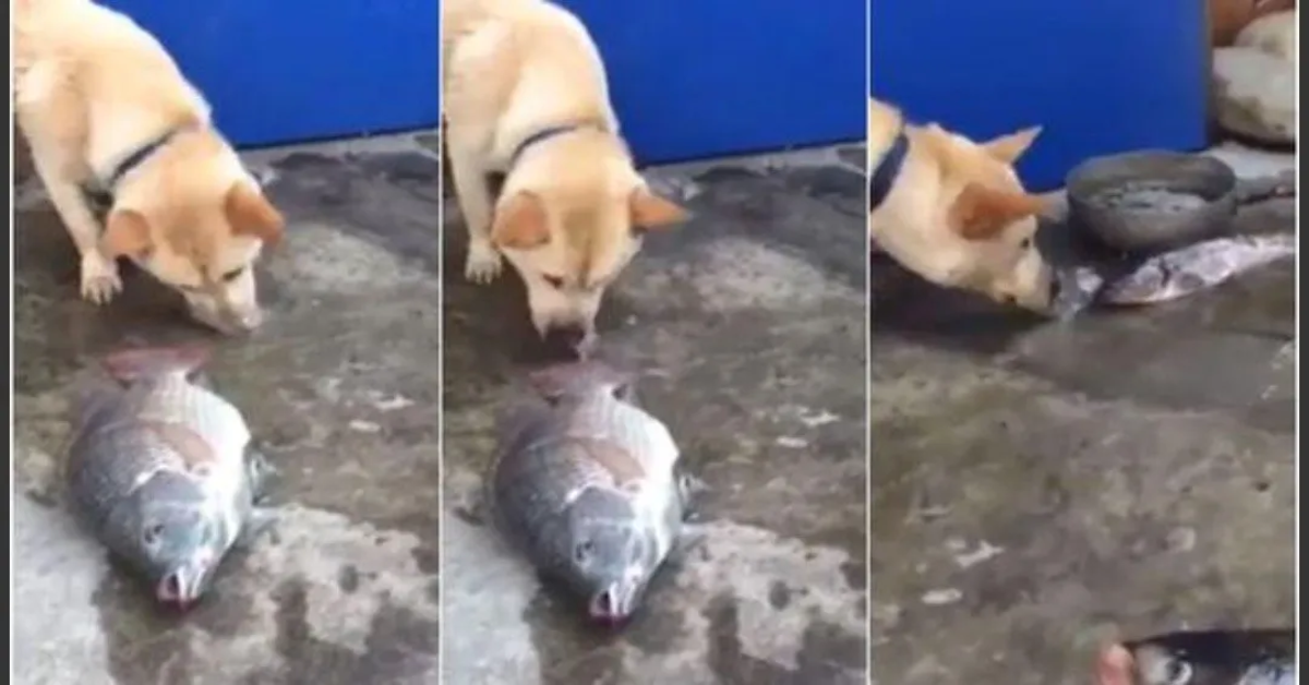 tre foto cane salva pesci