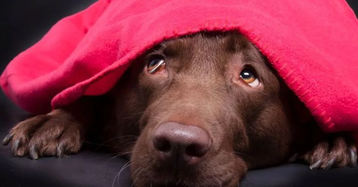 cane marrone sotto coperta