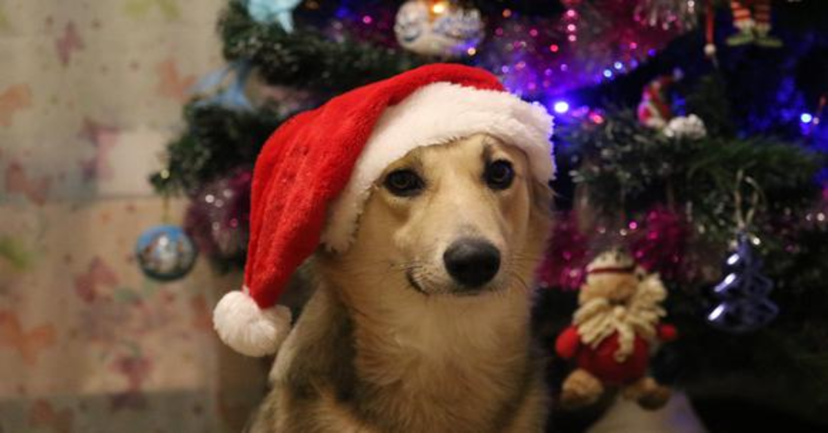 Cooper, l’adorabile cucciolo di Golden Retriever che aiuta la sua padrona a fare l’albero di Natale (VIDEO)