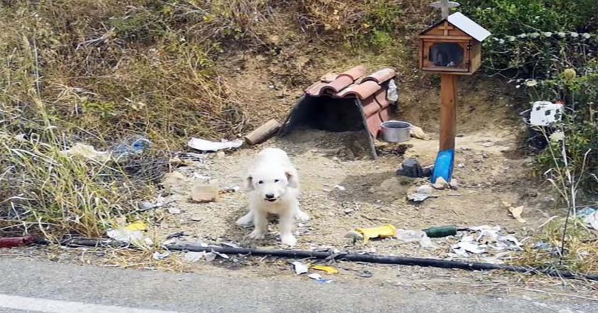 Cagnolino sul luogo di morte del padrone non si muove