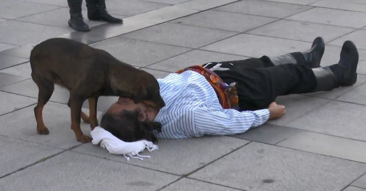 cane cerca di consolare attore che si finge ferito