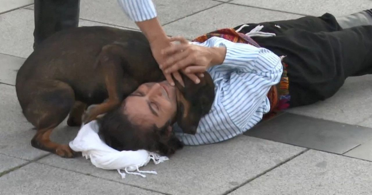 Un cucciolo di cane randagio cerca di consolare un attore che finge di star male (VIDEO)
