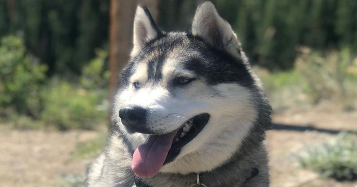 Conosciamo Kovu, il tenero cucciolo di Husky che canta insieme al suo padrone (VIDEO)