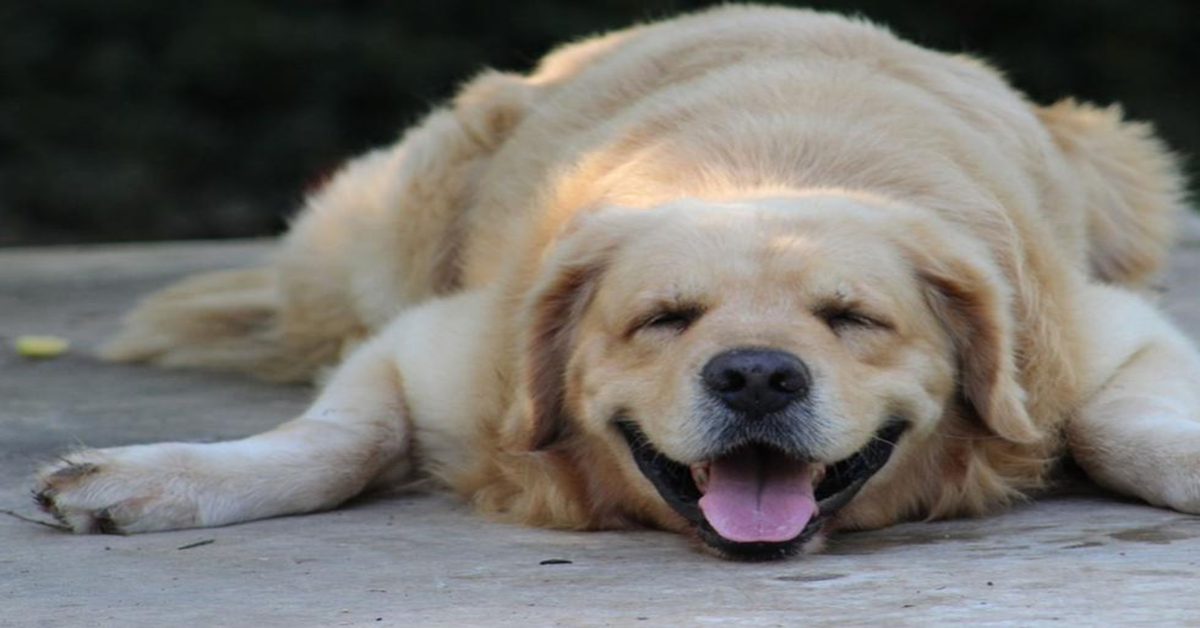 Il cucciolo di cane “pigro” che si sdraia in mezzo alla strada e non vuole camminare con la padrona