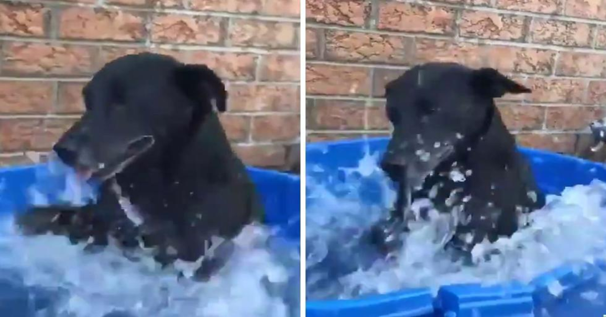 due foto del cane nero che gioca nel catino 