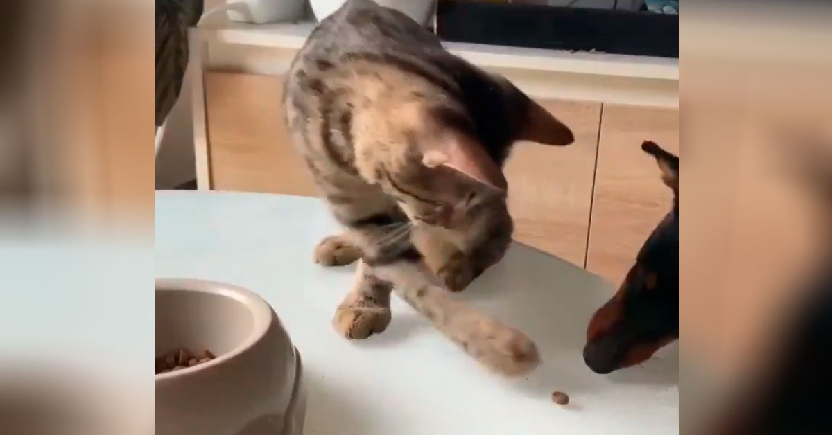 Un gattino generoso condivide il suo cibo con un cucciolo di cane commovendo il web (VIDEO)