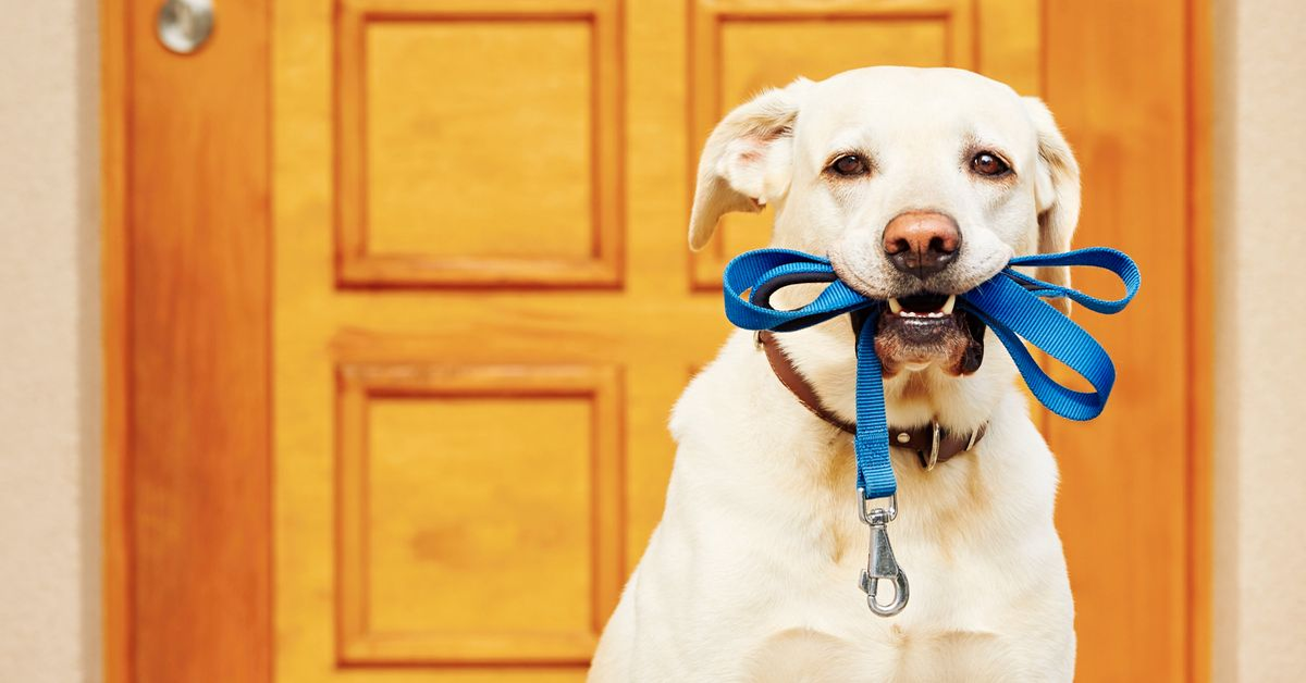 labrador sulla porta di casa con guinzaglio in bocca