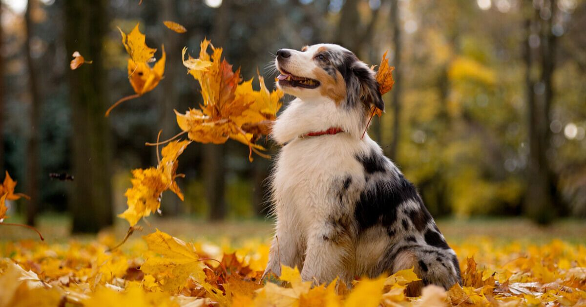 Border Collie autunno