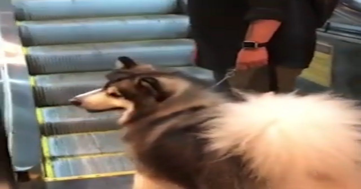 Alaskana malamute davanti alla scala mobile