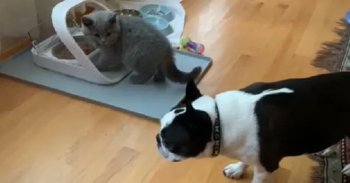 La delusione del cucciolo di Bulldog Francese al non riuscire a mangiare il cibo del gatto (VIDEO)