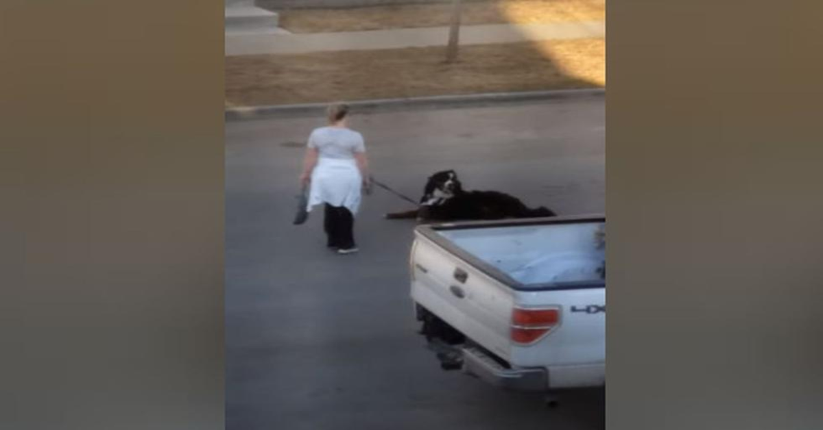 donna cerca di spostare il cane sdraiato in mezza alla strada