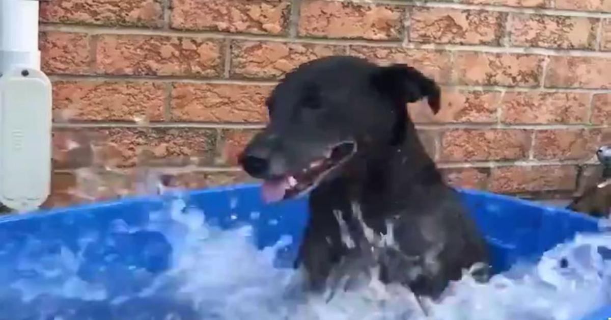 cane felice nell'acqua di un catino
