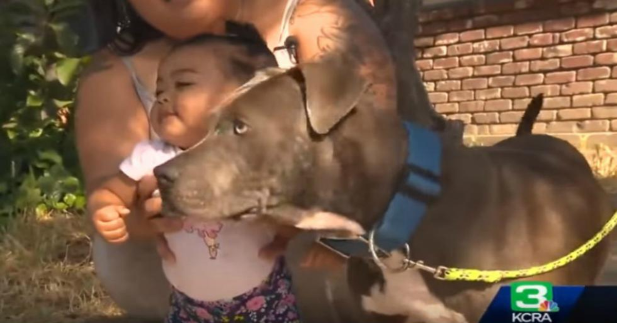 pitbull e la sua padroncina dopo l'incendio