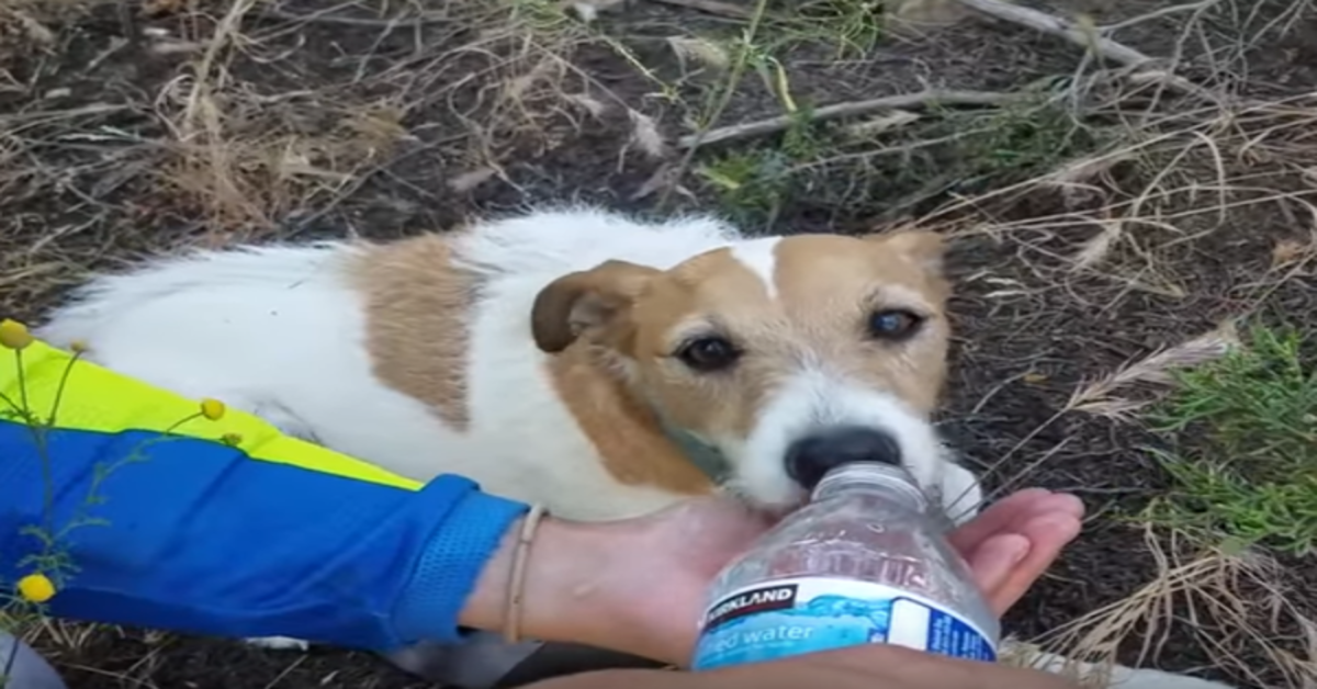 cane beve da una bottiglia