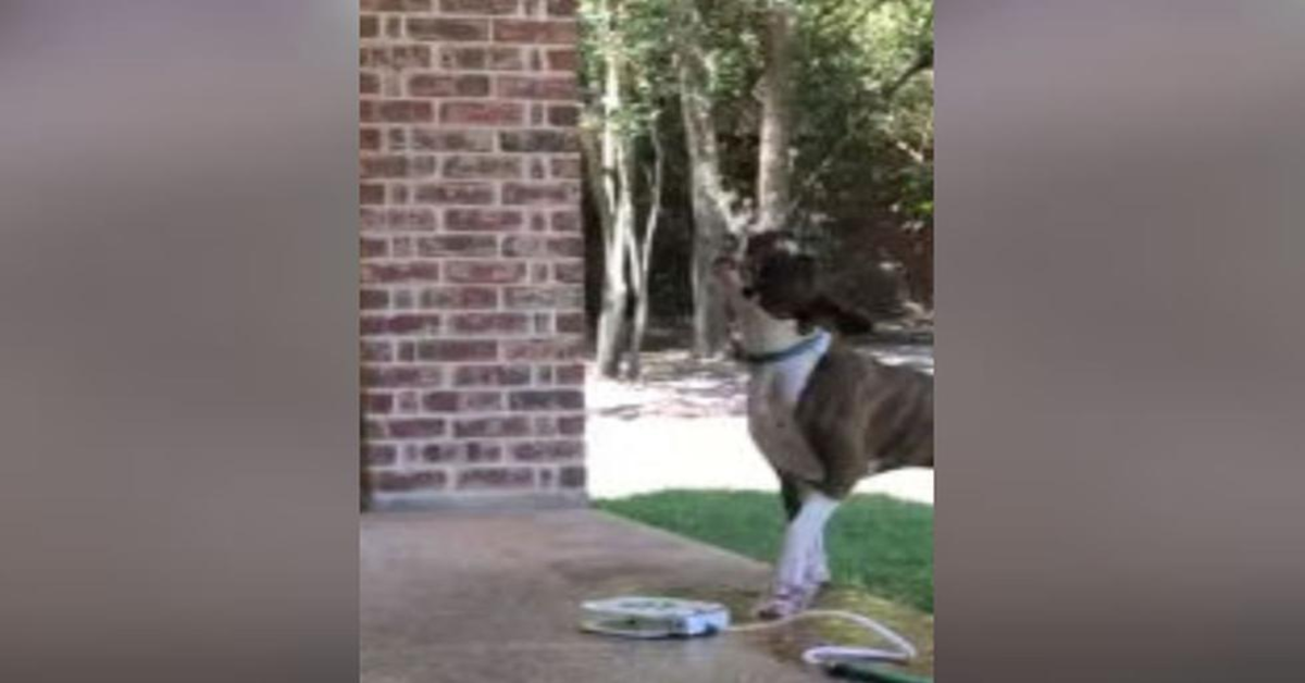 cane con macchina per bere da solo