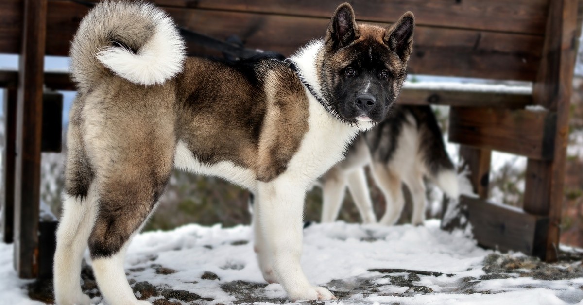 Akita Americano 