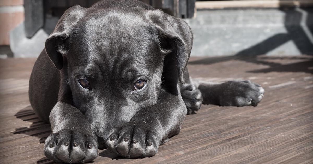 Attenzione a considerare il cane un semplice animale: c’è molto di più in lui