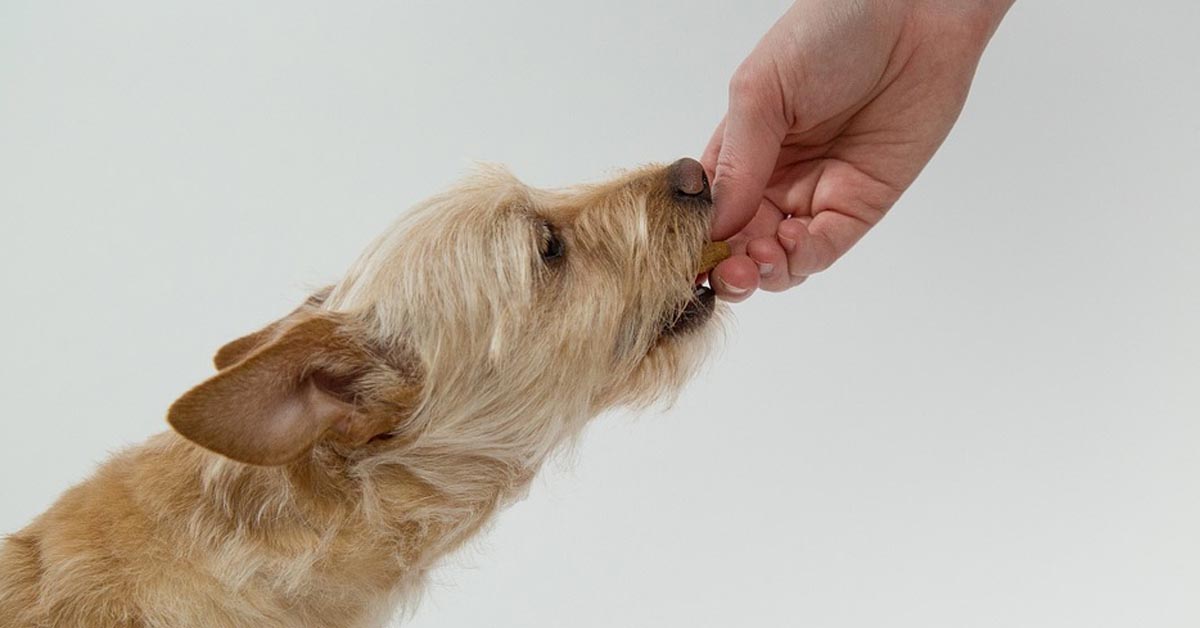 Attenzione a non far mangiare questo cibo al tuo cane durante le feste: è letale