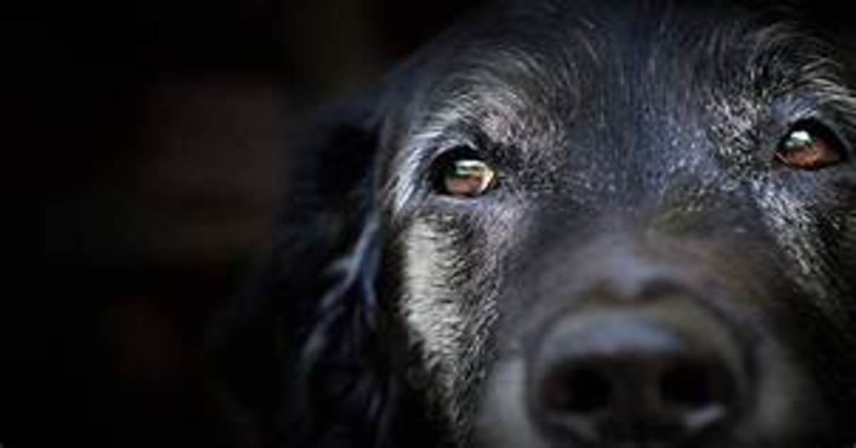 Attenzione a prendere con sé un cane smarrito: si devono rispettare delle regole o sono guai