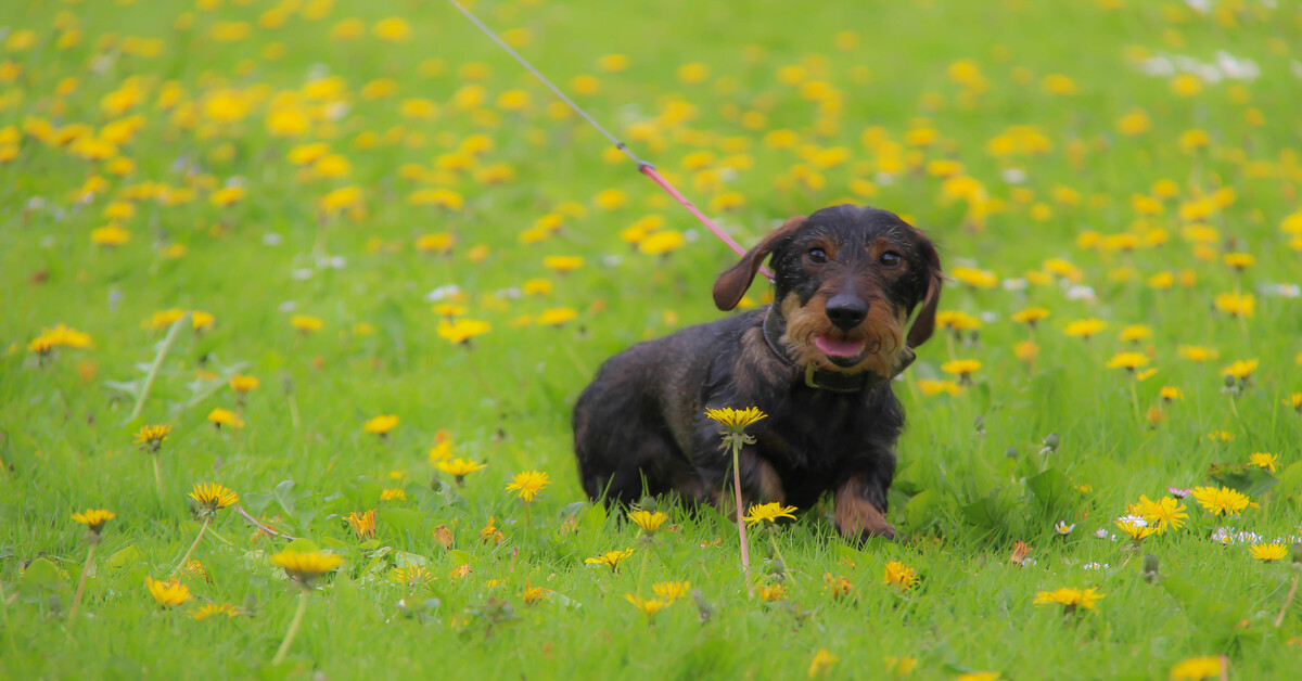 Attenzione a questi insetti: si trovano spesso sui cani ma sono letali per l’uomo