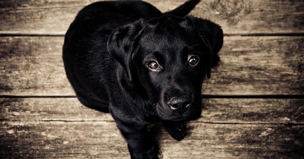Attenzione a questi segnali, indicano che il tuo amico a quattro zampe non è più un cucciolo