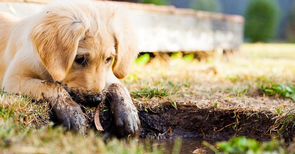 Cucciolo gioca nel fango