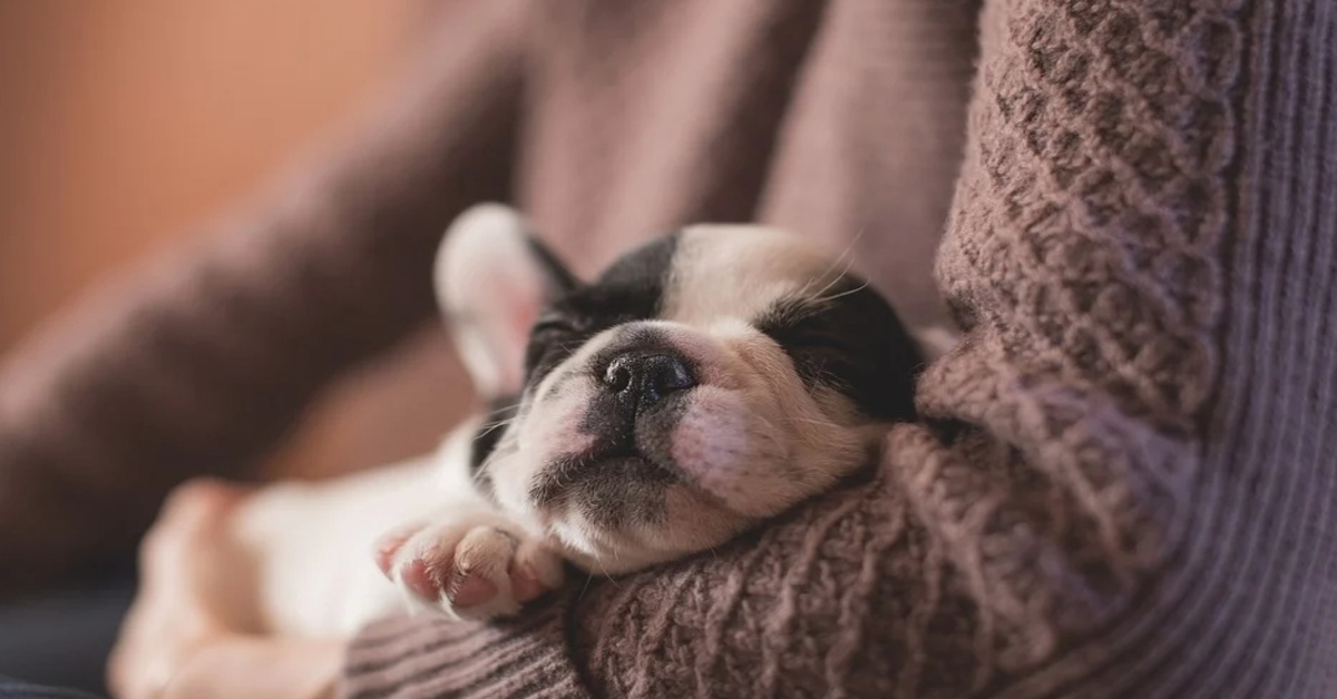 Attenzione a questi segnali se hai un cane e un bambino piccolo in casa insieme