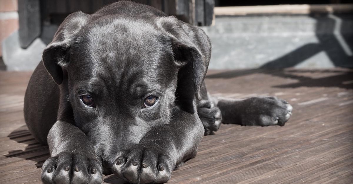 Attenzione ai cani maschi, potrebbero provocarti questi sintomi