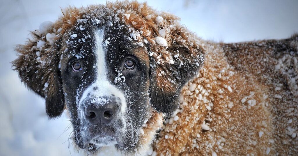 Cane nella neve