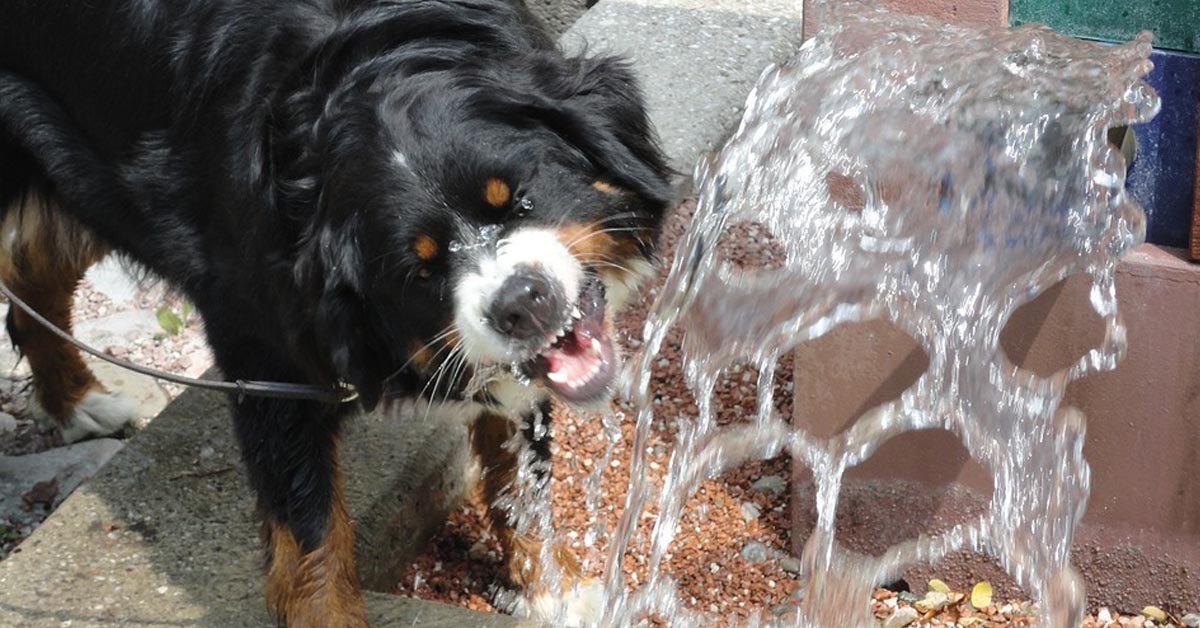 Attenzione al cane che si avvicina alla ciotola dell’acqua, può significare qualcosa